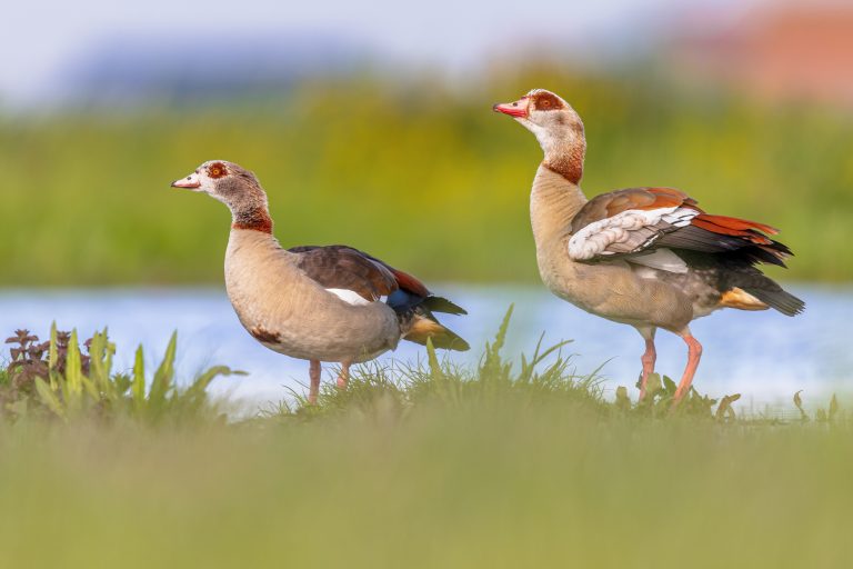 Twee nijlganzen langs de waterkant