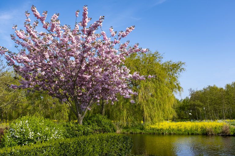 Natuurfoto Krimpen: bloesemboom aan het water